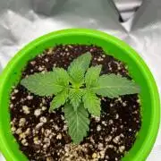 Репорт на Jam от UKHTA420