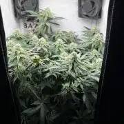 Репорт на Jam от UKHTA420