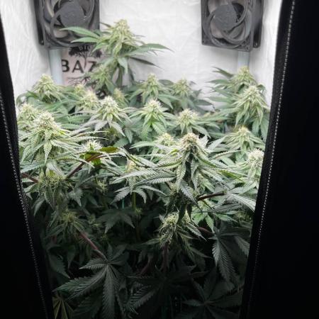 Репорт на Jam от UKHTA420