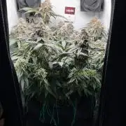 Репорт на Jam от UKHTA420