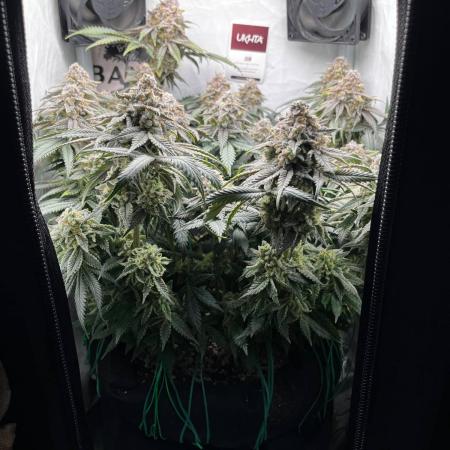 Репорт на Jam от UKHTA420