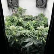 Репорт на Jam от UKHTA420