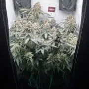 Репорт на Jam от UKHTA420