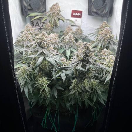 Репорт на Jam от UKHTA420