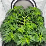 Репорт на Jam от UKHTA420