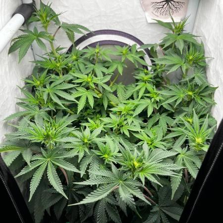 Репорт на Jam от UKHTA420