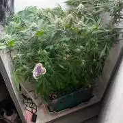 Grapes от UKHTA420
