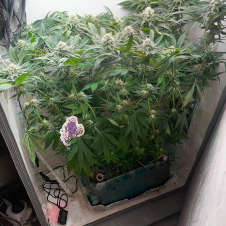 Grapes от UKHTA420