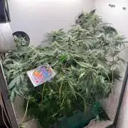 Репот на Gums от UKHTA420