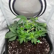 Репорт на Jam от UKHTA420