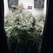 Репорт на Jam от UKHTA420