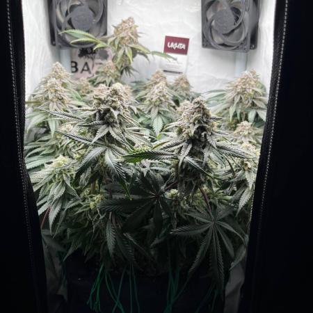 Репорт на Jam от UKHTA420