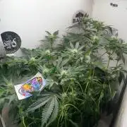 Репот на Gums от UKHTA420