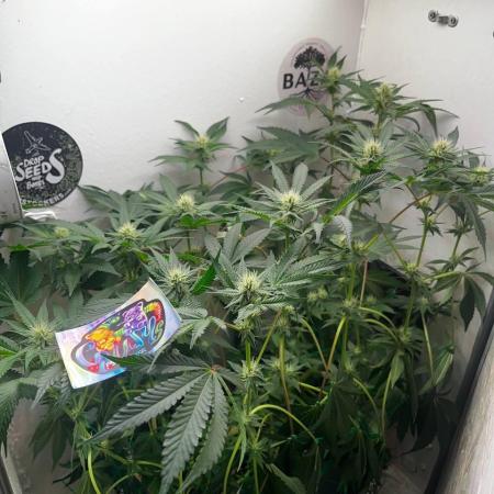 Репот на Gums от UKHTA420