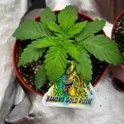 Banana Gold Rush