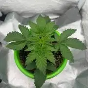 Репорт на Jam от UKHTA420