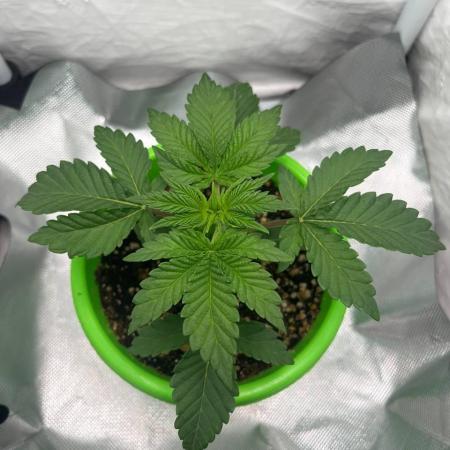 Репорт на Jam от UKHTA420