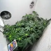 Репот на Gums от UKHTA420