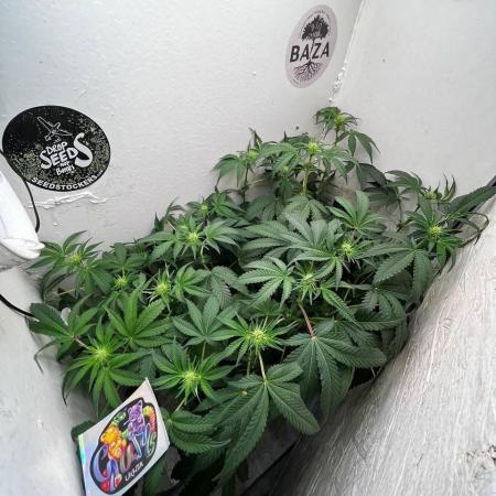 Репот на Gums от UKHTA420