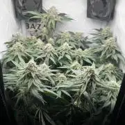 Репорт на Jam от UKHTA420