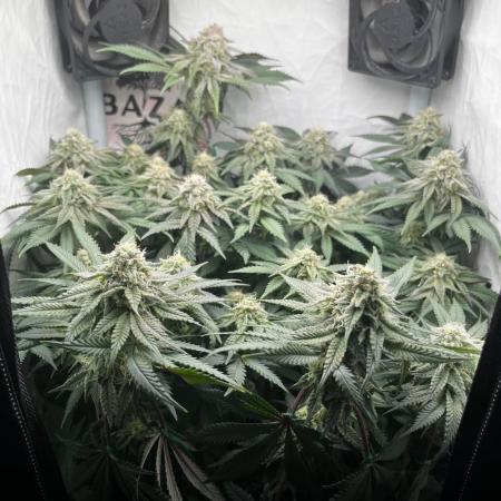 Репорт на Jam от UKHTA420