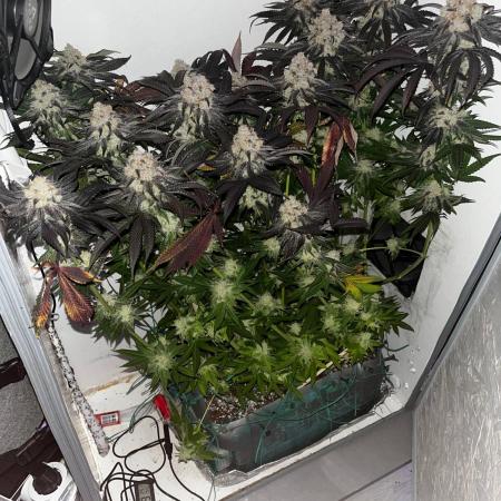 Grapes от UKHTA420