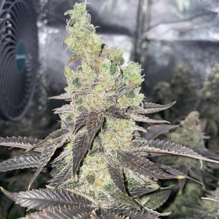 Motorbreath & Sour OG 🚚⛽️🍋🌲