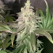 Motorbreath & Sour OG 🚚⛽️🍋🌲