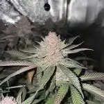 Super Buff Cherry 26 🍒💜