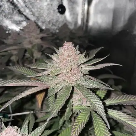 Super Buff Cherry 26 🍒💜