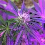 Purple lemonade cheese cake 🎄