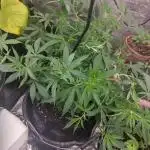 Sweet Tropicanna Poison auto and fast version