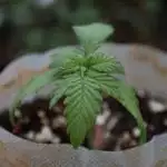 Afghani #1 Nigel grows an indica 