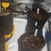 Erster grow auto Samen 