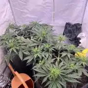 Guava RF3 Living Soil
