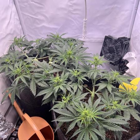Guava RF3 Living Soil