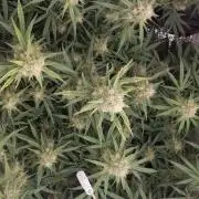 Guava RF3 Living Soil