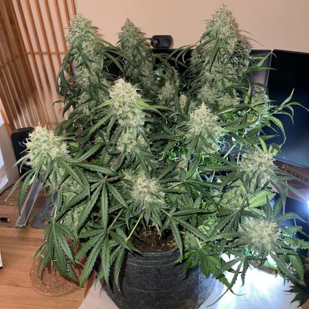 Guava RF3 Living Soil