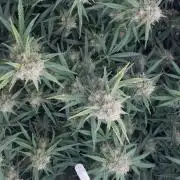 Guava RF3 Living Soil