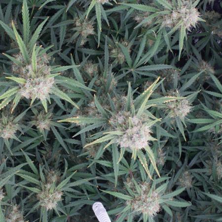 Guava RF3 Living Soil