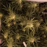 Guava RF3 Living Soil