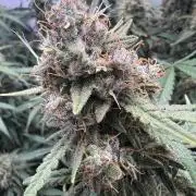 Guava RF3 Living Soil