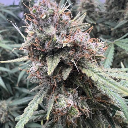 Guava RF3 Living Soil