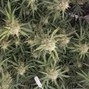 Guava RF3 Living Soil