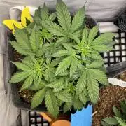 Guava RF3 Living Soil