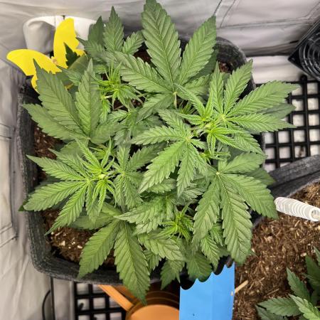 Guava RF3 Living Soil