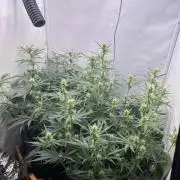 Guava RF3 Living Soil