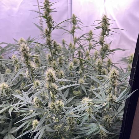 Guava RF3 Living Soil