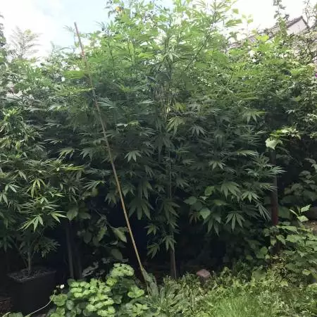 Huge ICED Grapefruit by Female Seeds