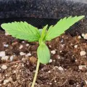 Warming up with Gelato Auto